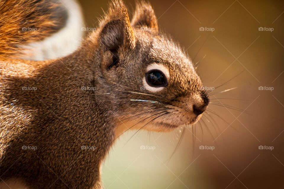 Squirrel closeup portrait 