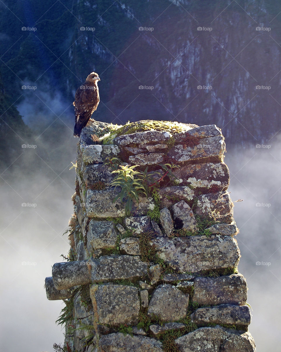 Hawk at Machu Picchu