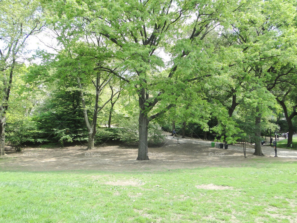Peace at the park. Central Park - NYC