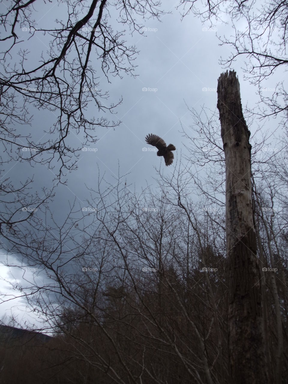 Storm Clouds