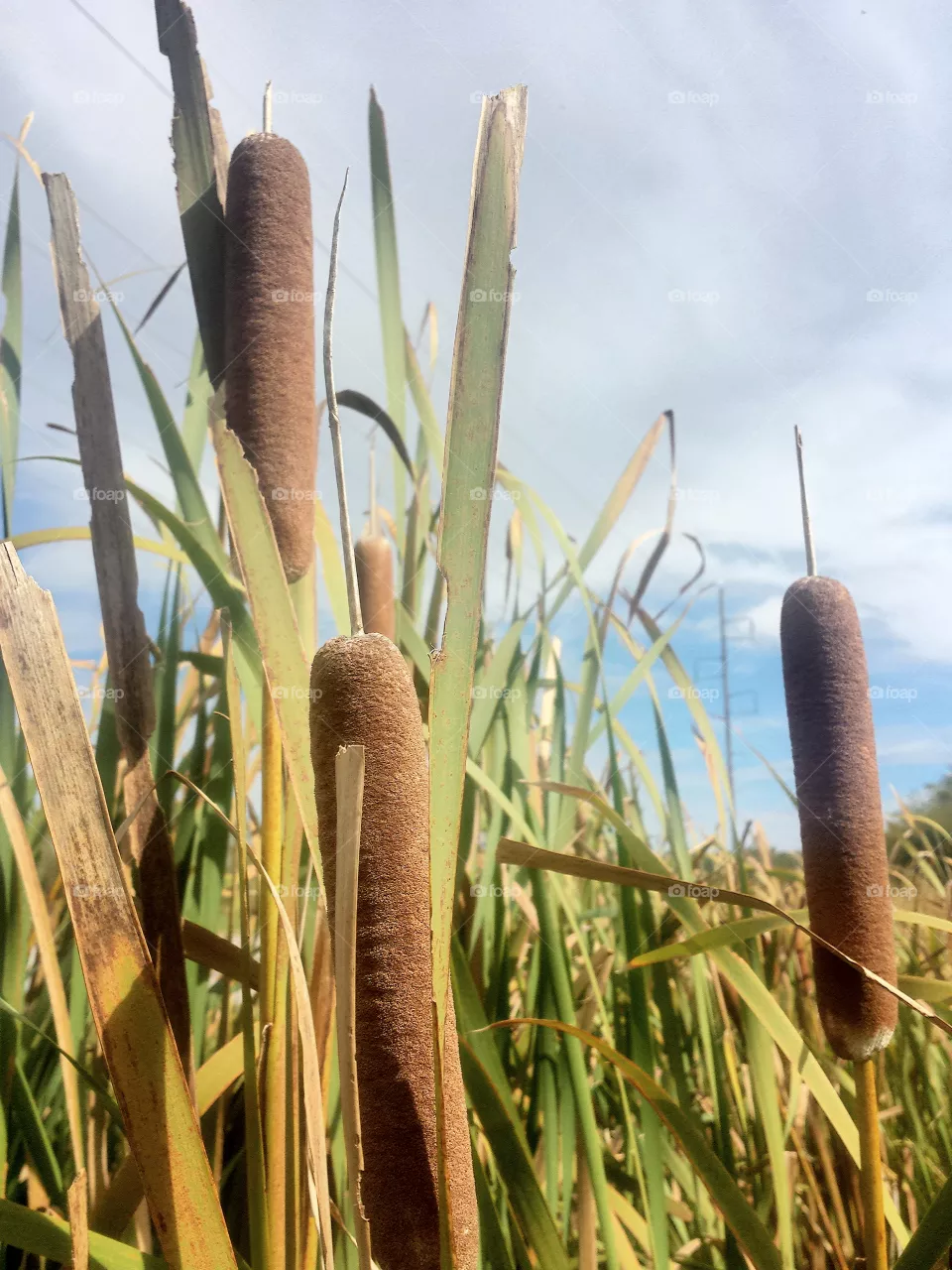 cattails