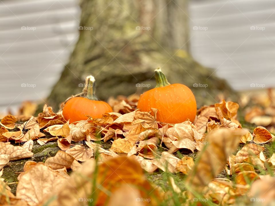 Fall season is here! Two beautiful orange pumpkins in a pile of leaves 