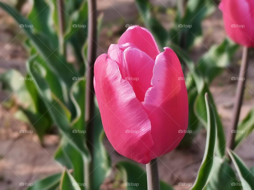 tulips