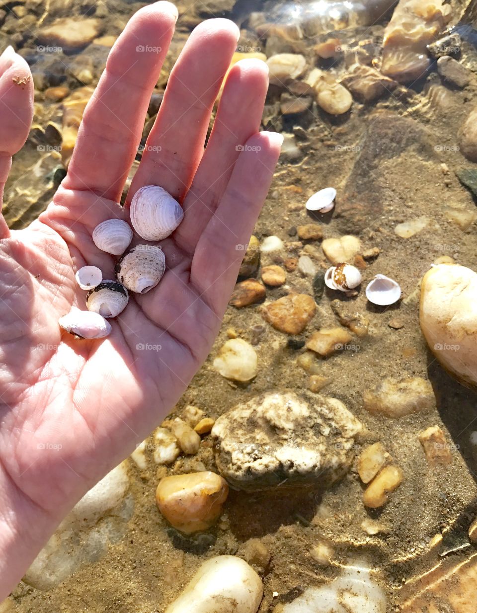 Hand holding little shells