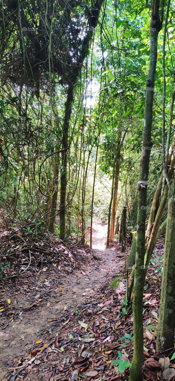 Inside the Tropical forest, all the plants/ trees were freely grow, they grow straight up to get a little closer to the sun for energy.