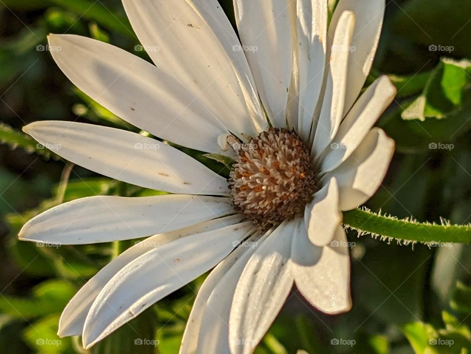 white flower