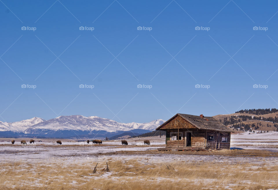 home on the range. Buffalo roam near an abandoned ranch in the mountains of Colorado
