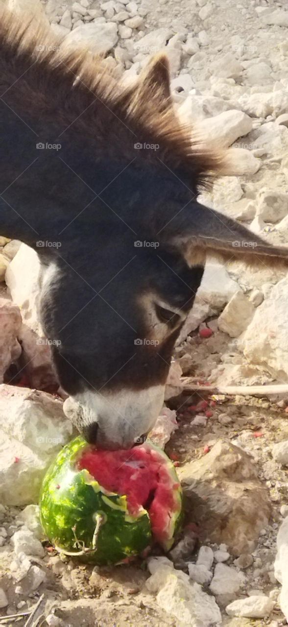 a beautiful donkey is eating watermelon.