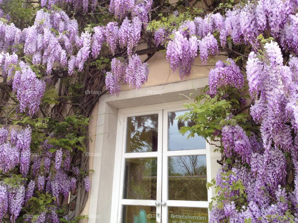 Wisteria Window