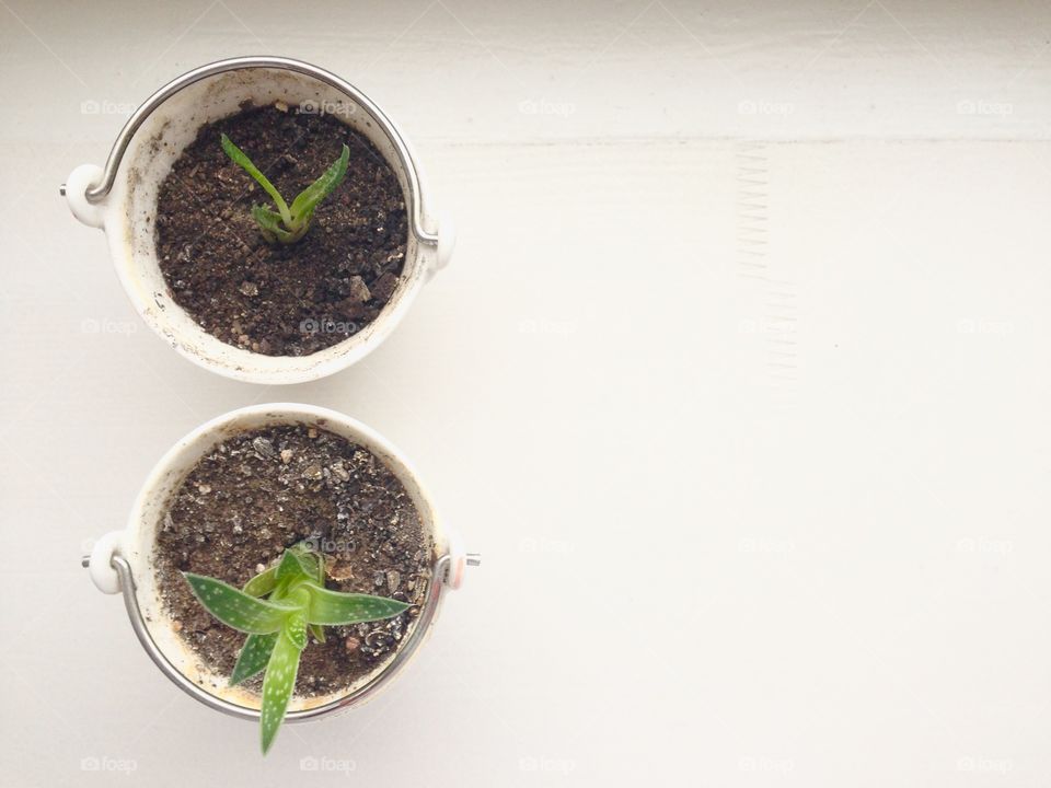 Two flowers in pots on white background