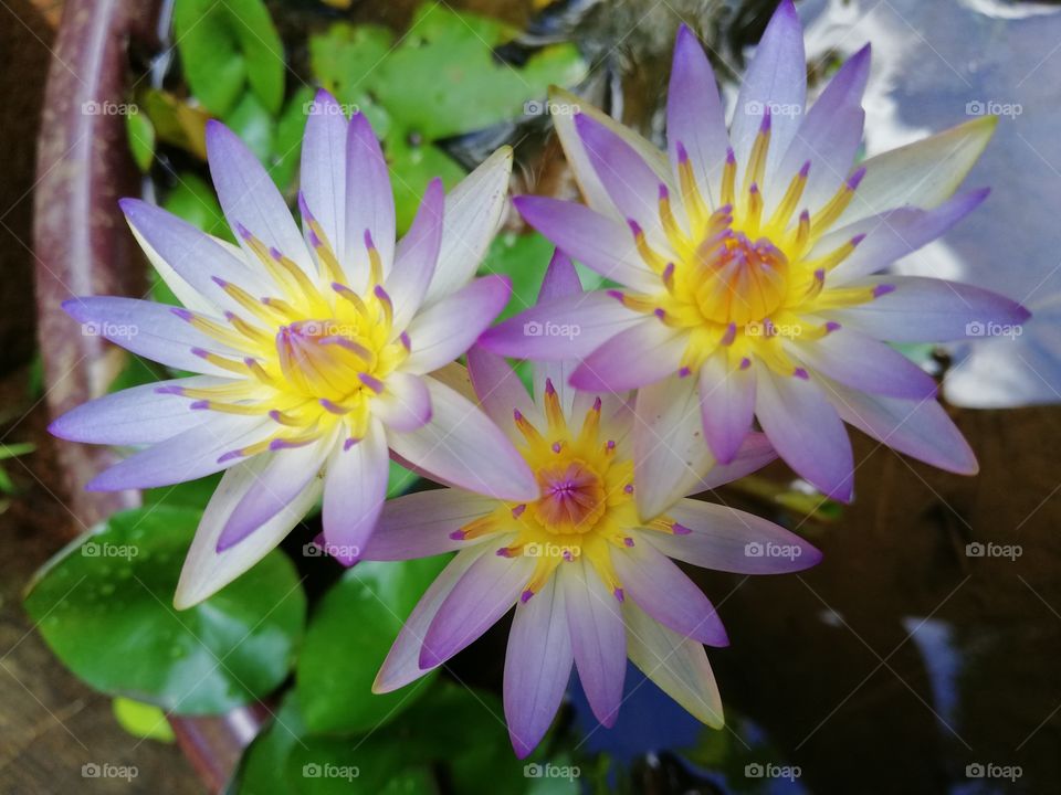 #bluewaterlily#nationalflower#SriLanka#blue#flora#mud#beautiful#flower#nature#aqatic#botanical#leaf#petals