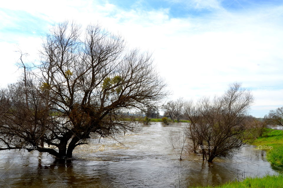 trees in water