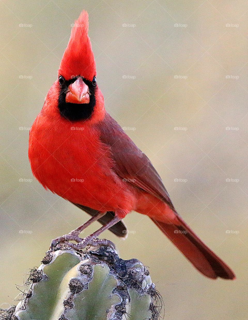 Northern Cardinal on a Cactus