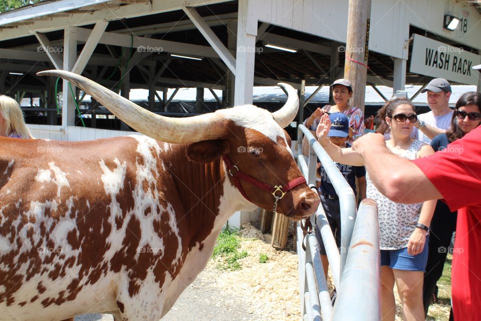The cutest pet cow in the world