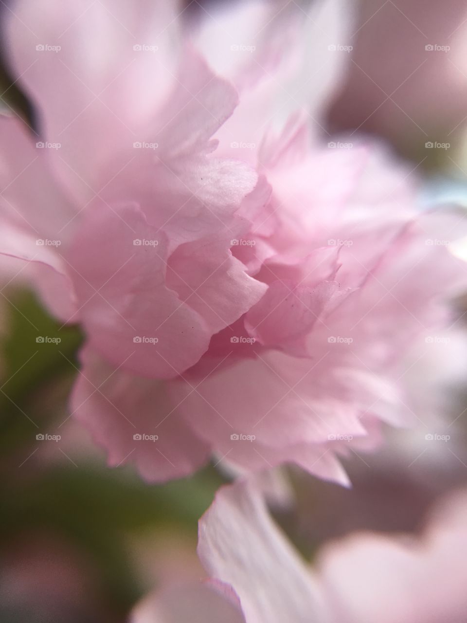 Japanese ornamental cherry closeup