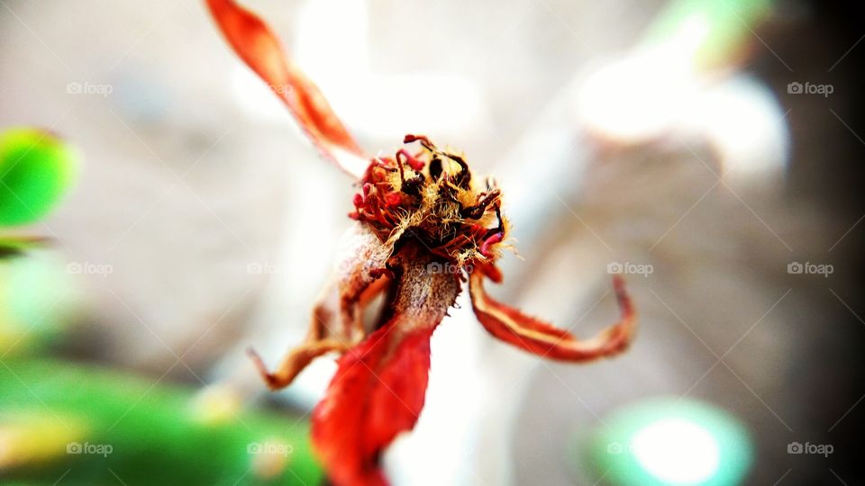 Close-up of dry flower