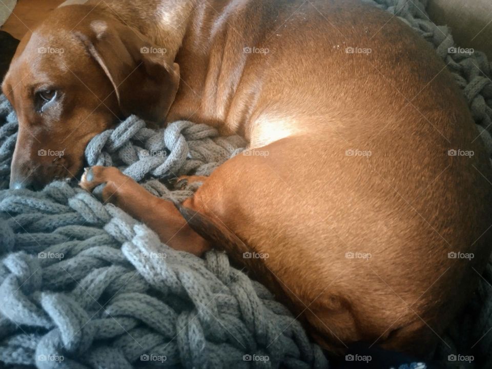 Dachshund Lazing