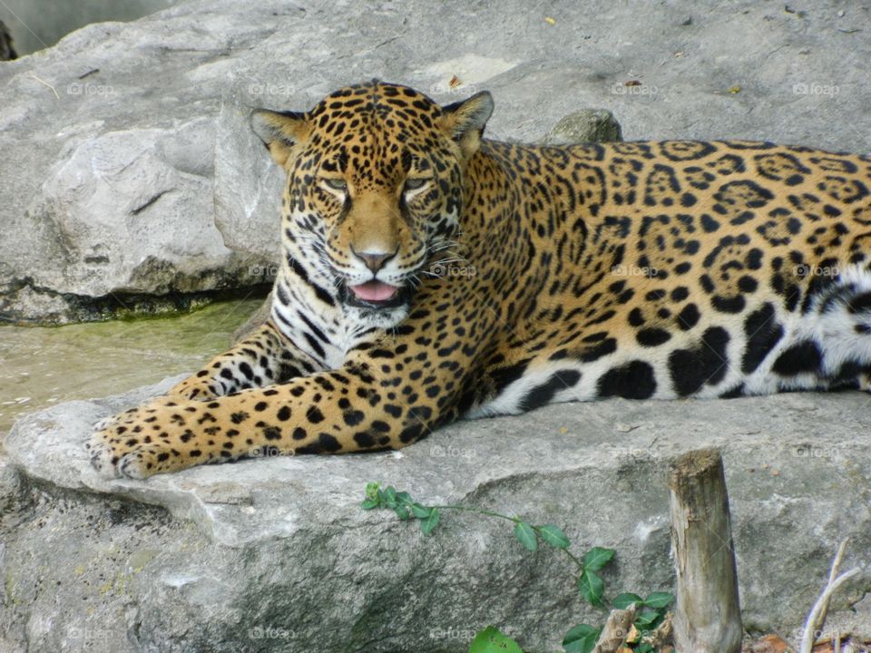 jaguar in the summer