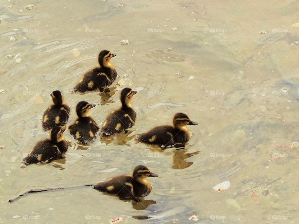 Ducklings