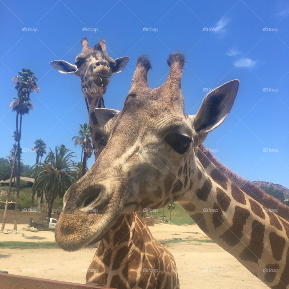 Giraffes 