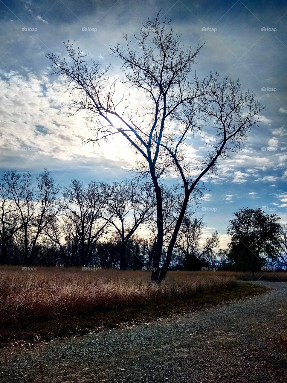 Cold fall evening. Subtle cloudy sunset over the trees "Fall Is My Favorite Time Of Year".