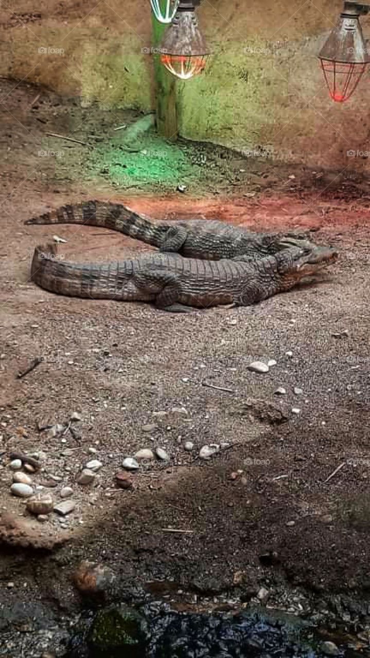 A pair of crocodiles
