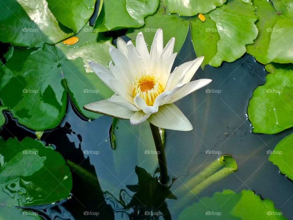 Lotus flower