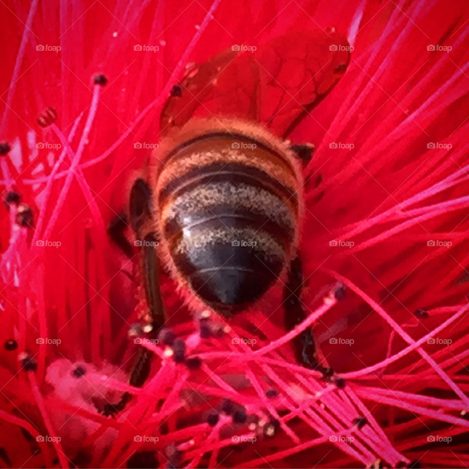 Backend of a honey bee gathering pollen from a red flower
