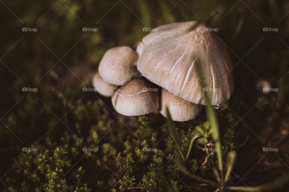mushroom by the sun