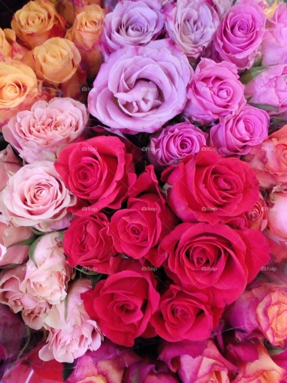 background and beautiful rose flowers and beautiful colors