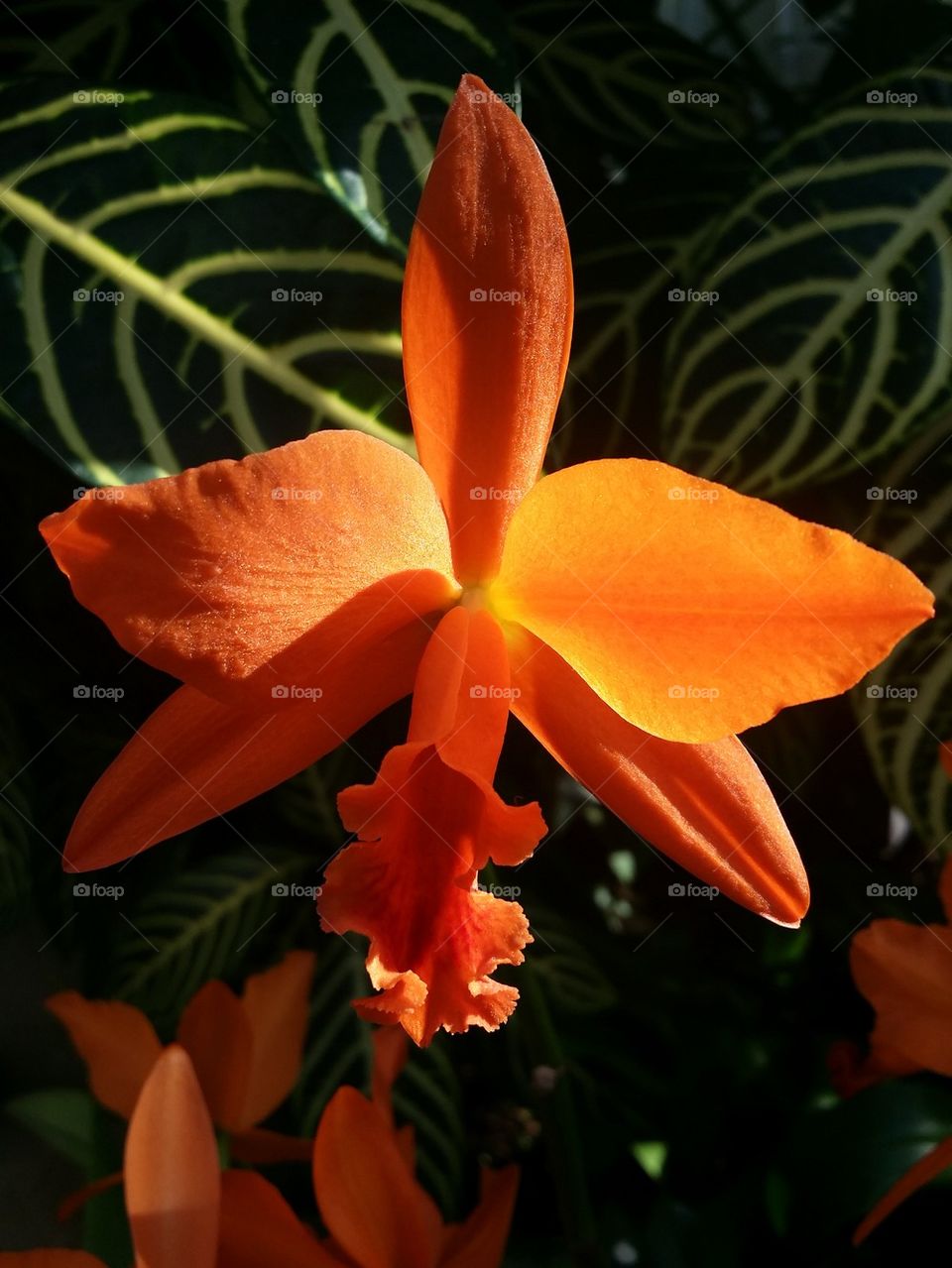 orchids at the garden