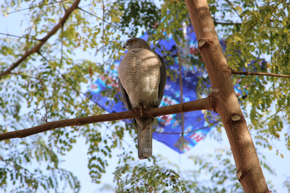 Relaxing sparrow hawk