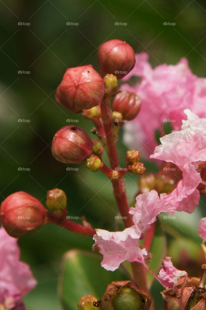 Crepe Myrtle buds and flowers