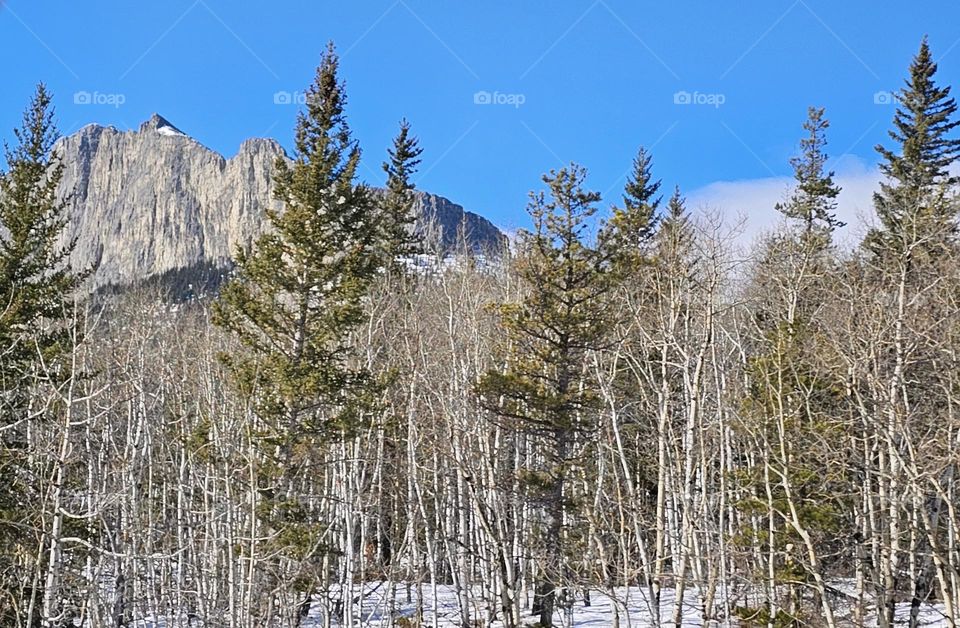 Bare Forest in the Rocky Mountain winter