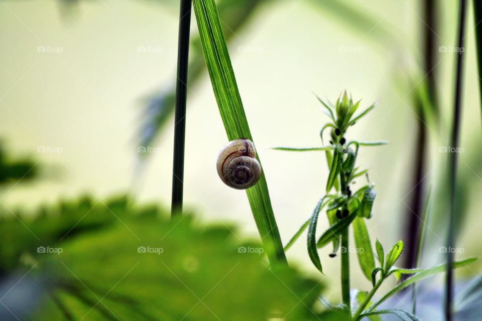 small snail