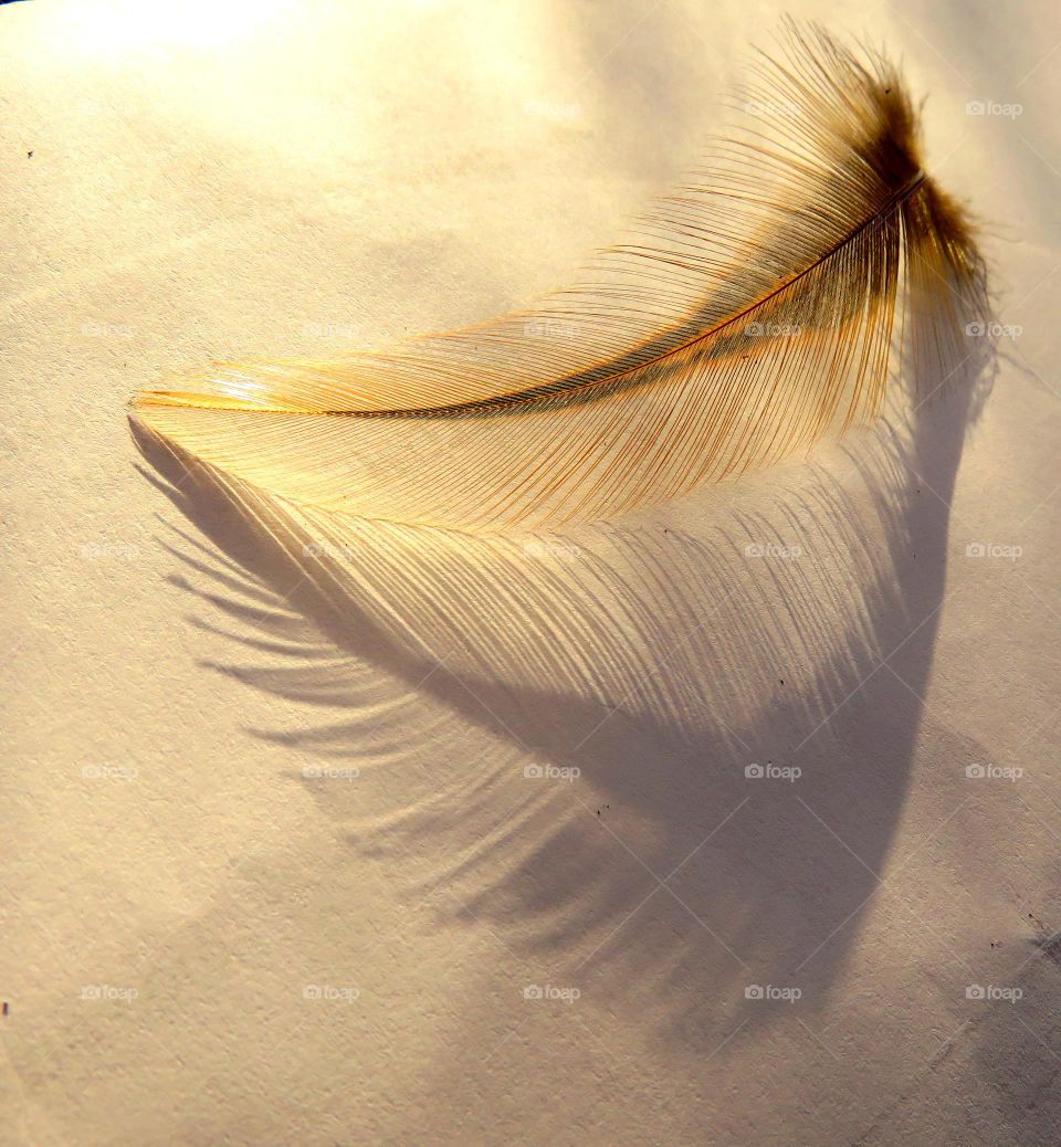 golden feather
