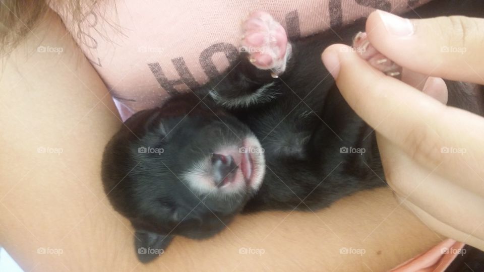 Puppy cuddle