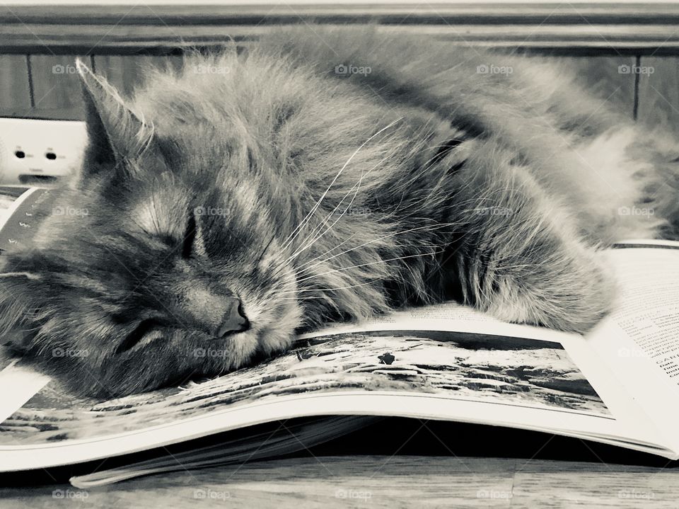 Cat on the book 