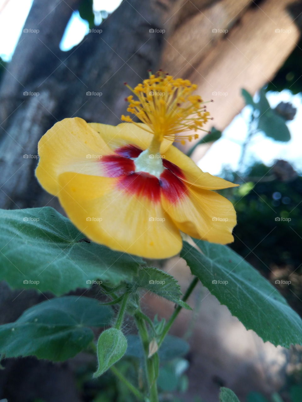 yellow bee landing platform