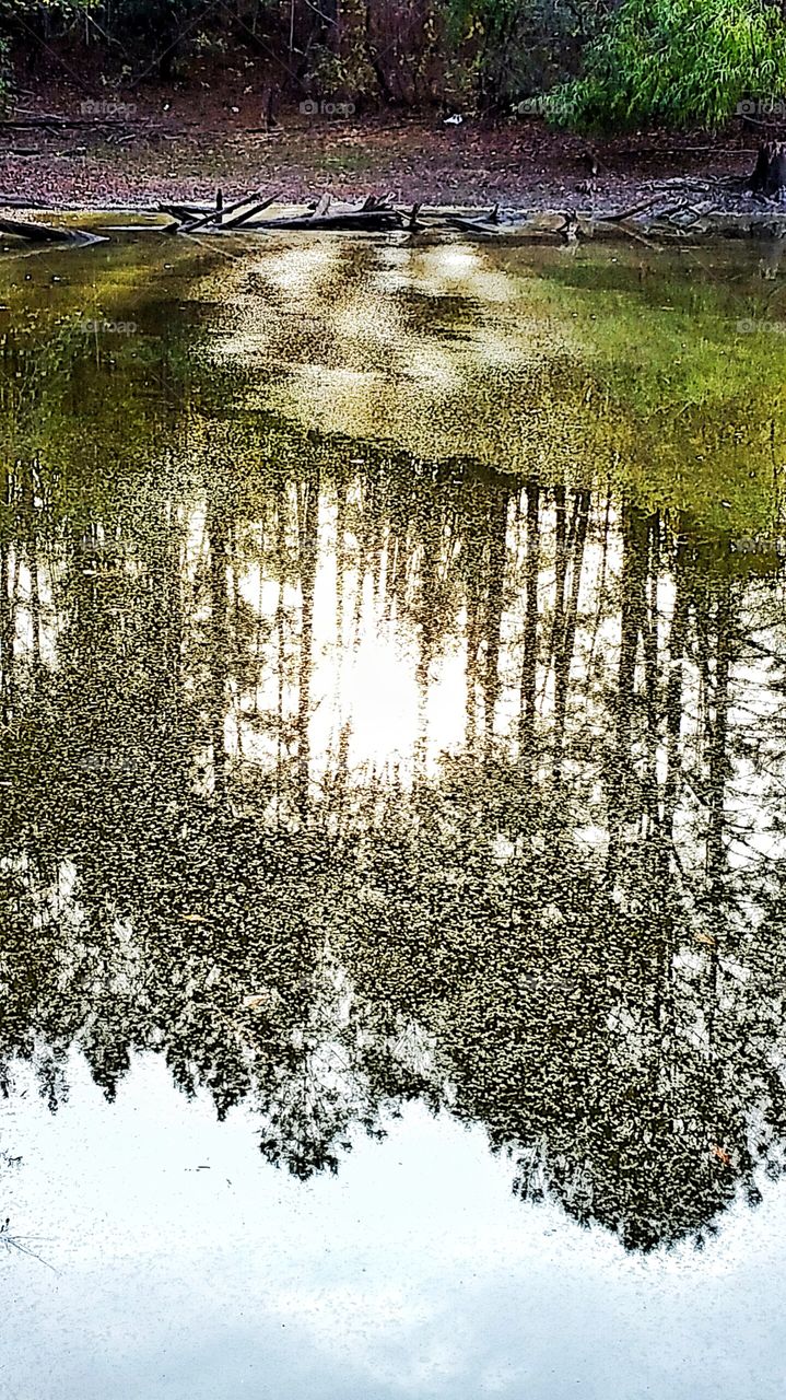 tree reflection on dirty water