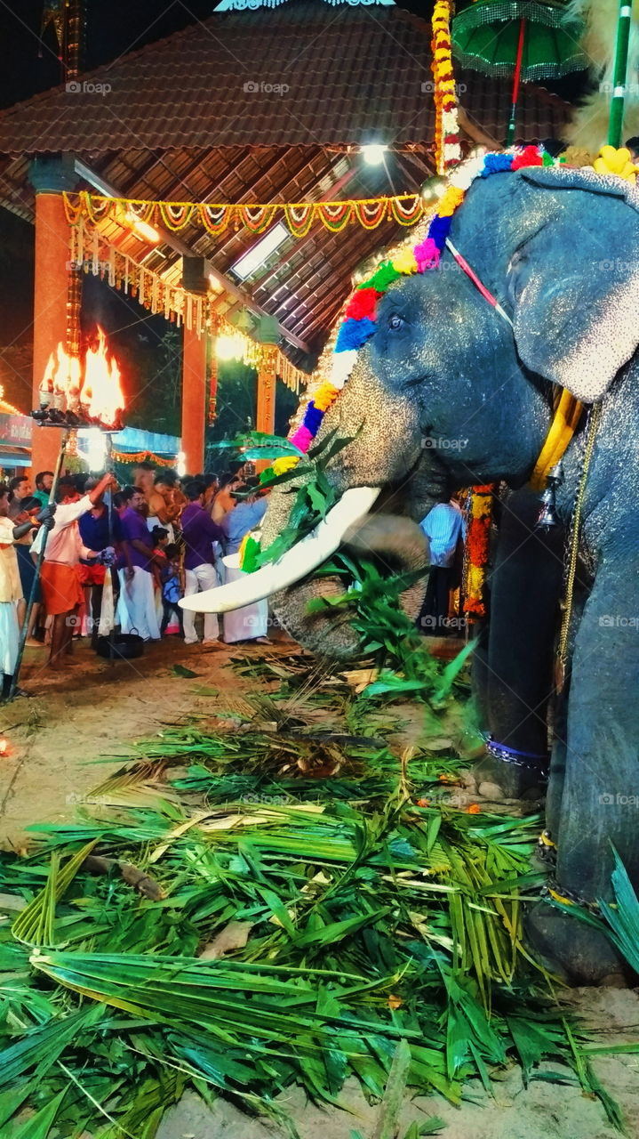 Traditional Festival in Kerala (Pooram)