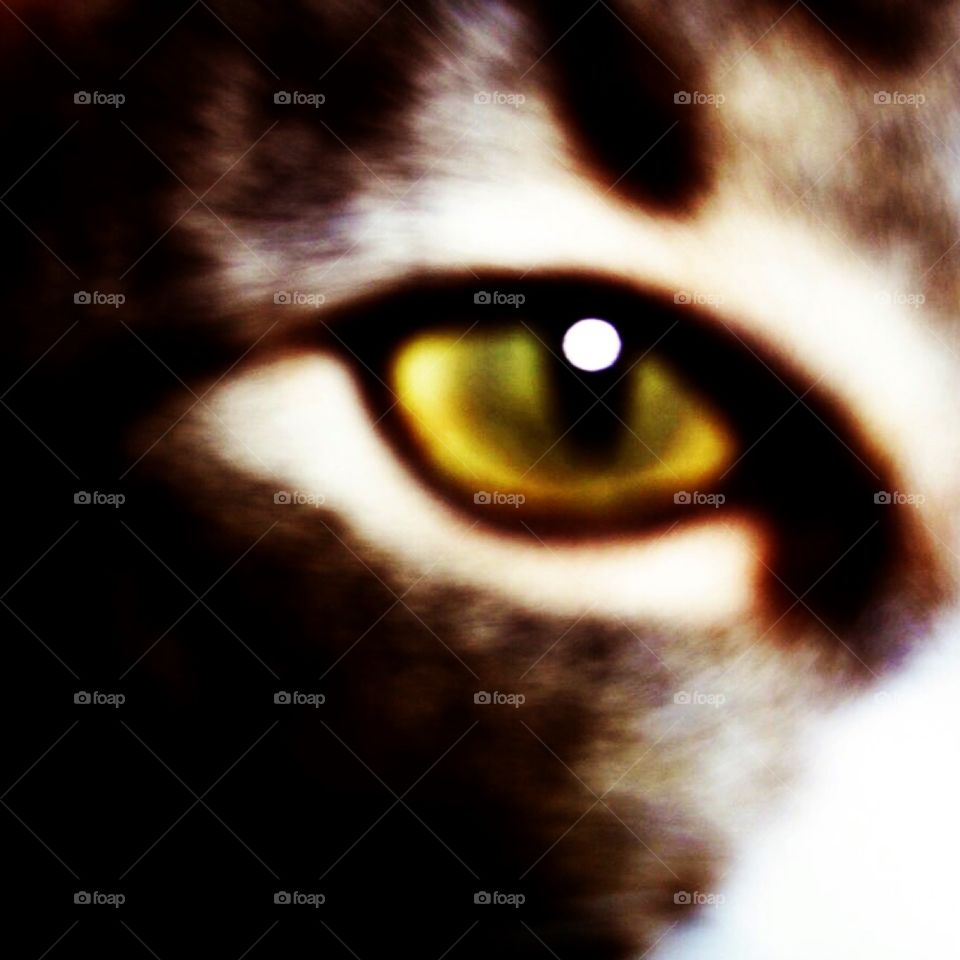Cat eye 