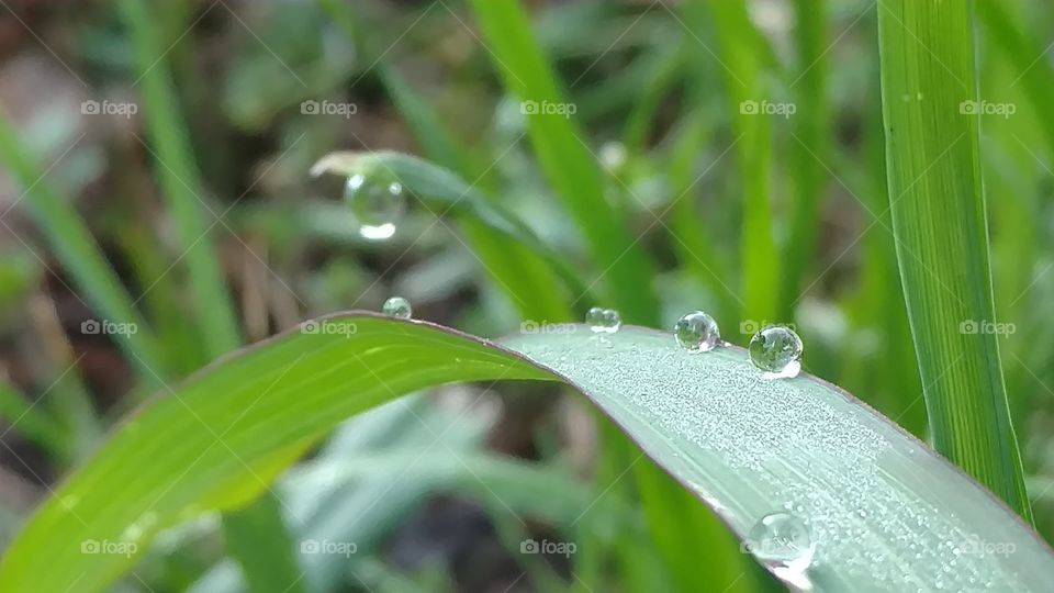 Dew, Rain, Drop, Leaf, Flora