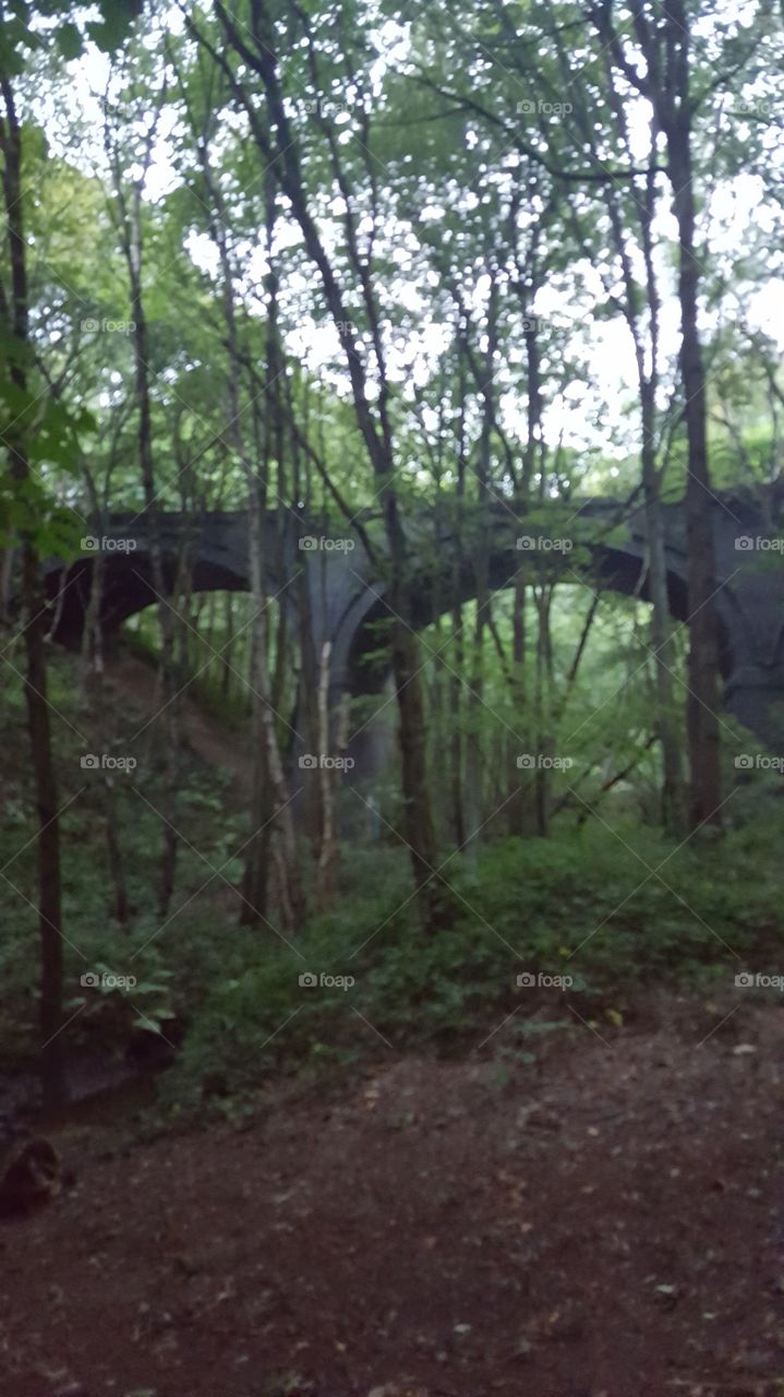 woodland bridge