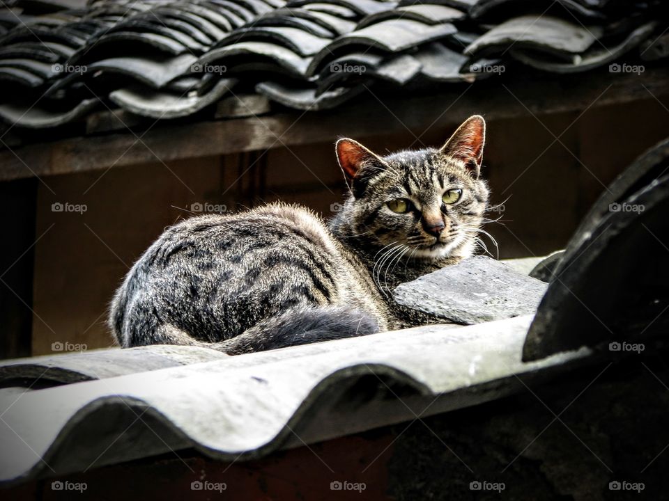 Chinese rooftop cat