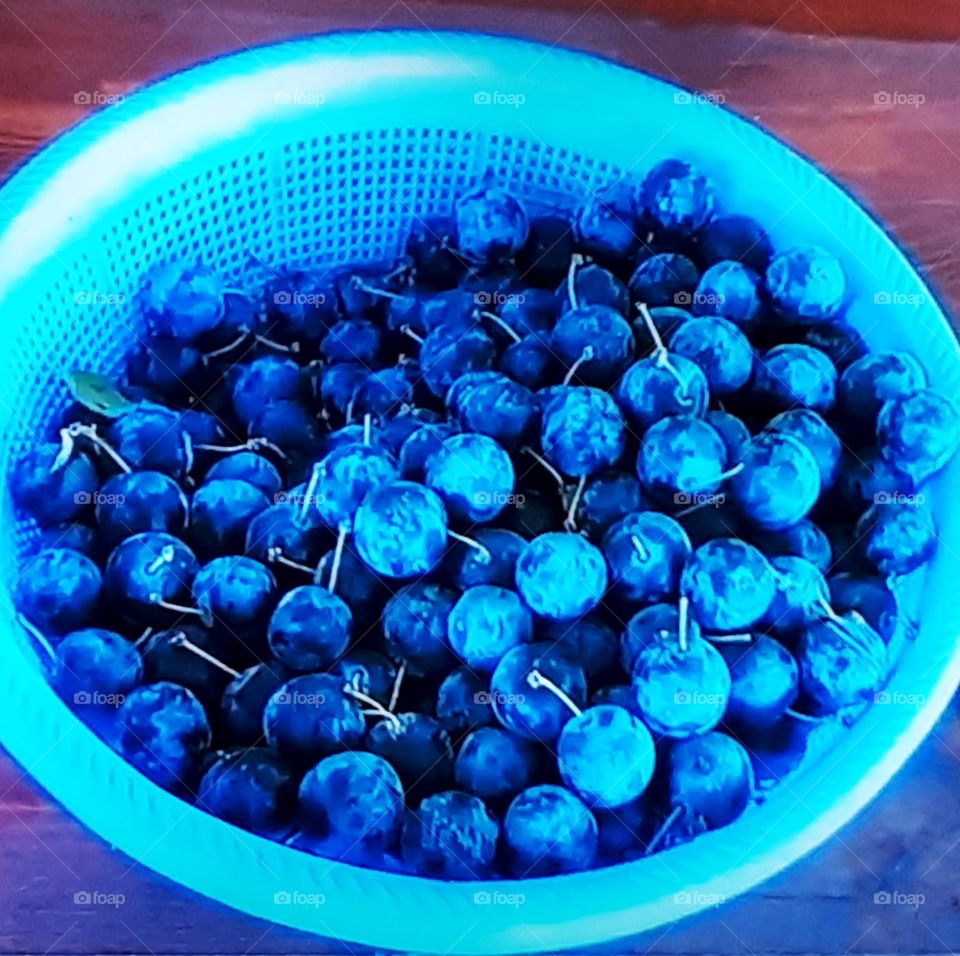 Small blue plums