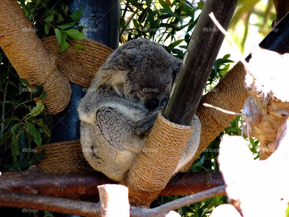 Napping Koala Bear