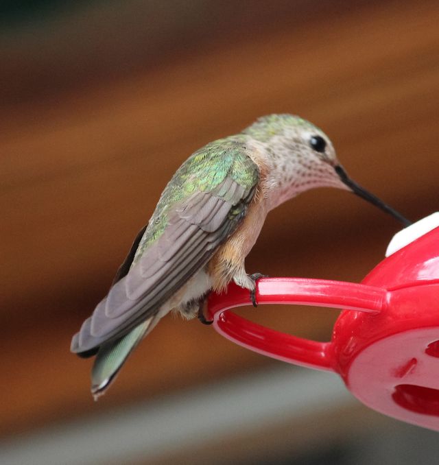 Hummingbird 3