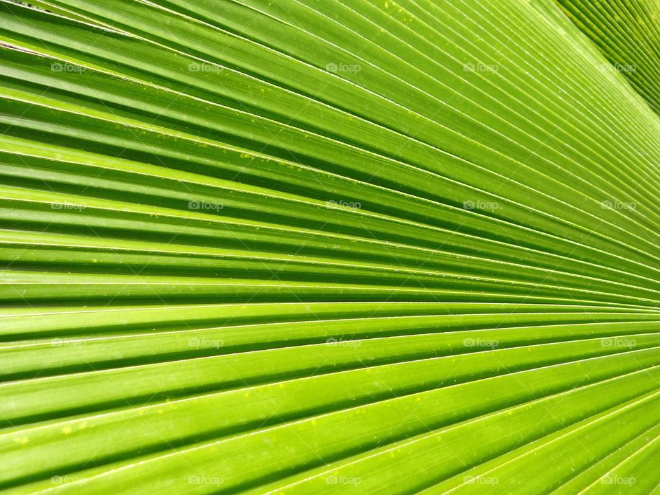 Palm leaf