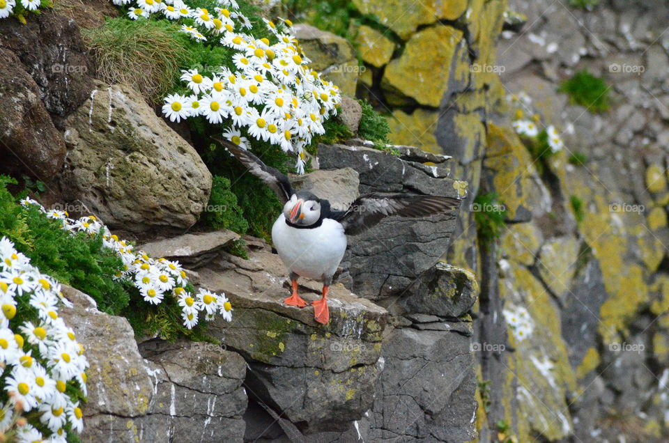 Puffin